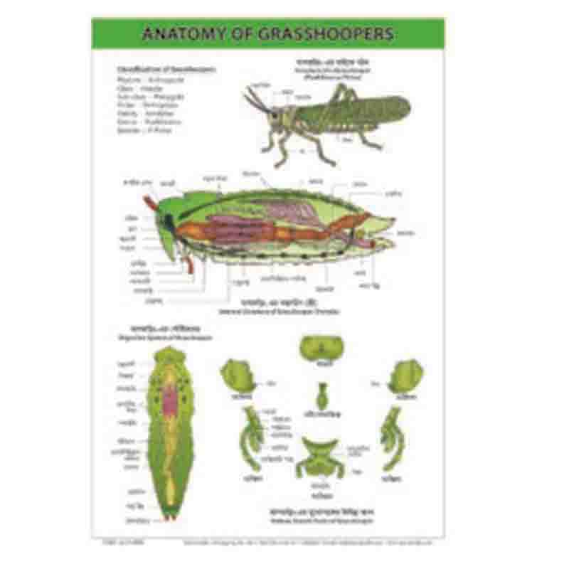 Grasshopper Anatomy