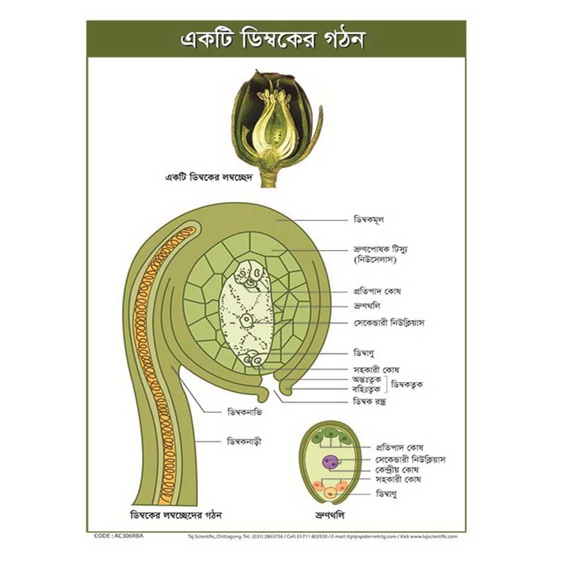 Structure Of Ovule Diagram Ovum Structure Education