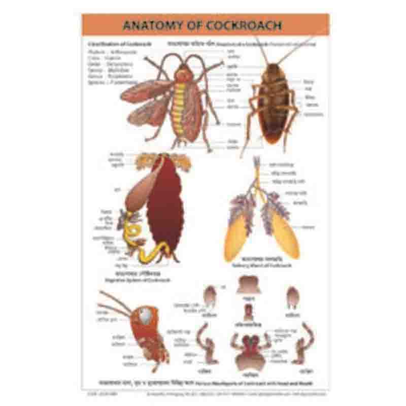 CHART- Anatomy of COCKROACH - Taj Scientific Online Store