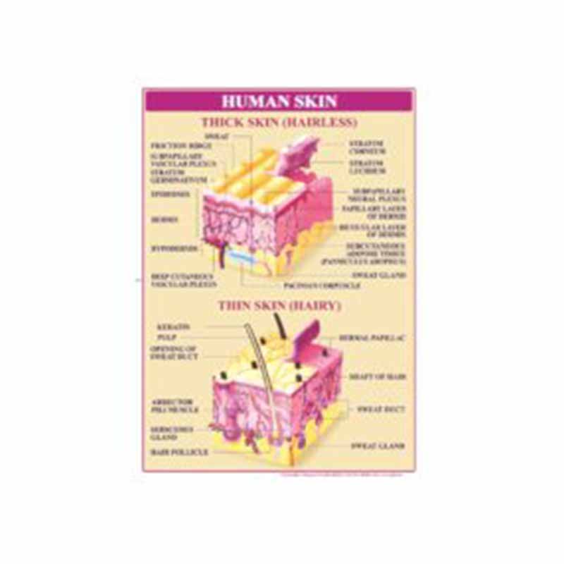 Skin Breakdown Chart CHART HUMAN SKIN - Taj Scientific Online Store